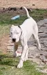 Slika 4