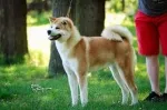 Slika 1