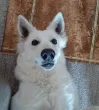 Slika 1