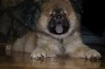 Slika 4