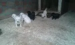 Slika 3