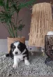 Slika 3