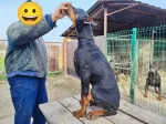Slika 1