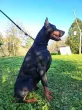 Slika 4