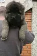Slika 5
