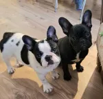 Slika 3