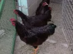Slika 1