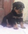 Slika 1