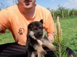 Slika 4