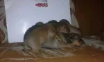 Slika 4