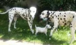 Slika 1