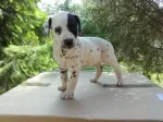 Slika 4