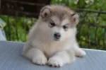 Slika 1