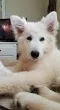 Slika 1