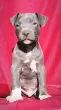 Slika 1