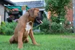 Slika 4