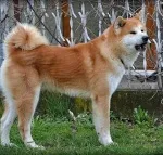 Slika 6