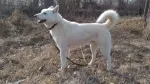 Slika 1