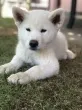 Slika 1