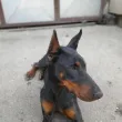 Slika 3