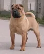 Slika 1