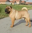 Slika 2