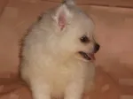 Slika 1