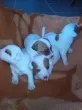 Slika 2