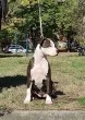 Slika 3