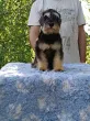 Slika 3