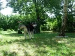 Slika 5