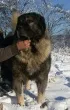 Slika 1