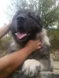 Slika 5
