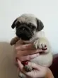 Slika 5