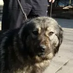 Slika 5