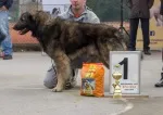 Slika 6