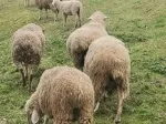 Slika 1
