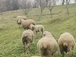 Slika 4