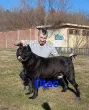 Slika 5