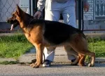 Slika 1