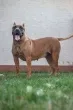 Slika 6