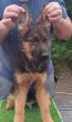 Slika 3