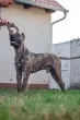 Slika 4