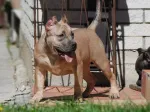 Slika 3