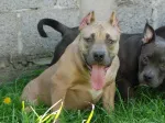Slika 5