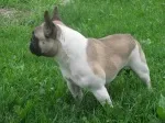 Slika 1