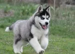 Slika 1