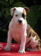 Slika 3