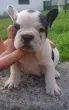 Slika 1