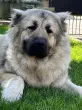 Slika 6